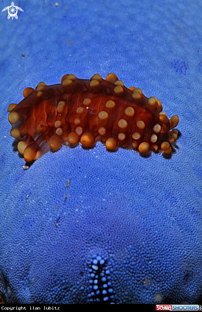 A sea slug