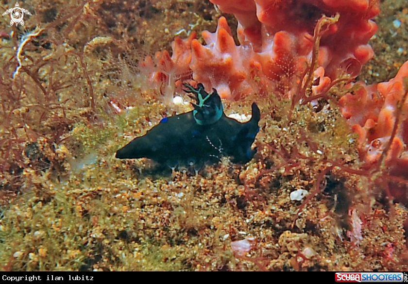 A Nudibranch