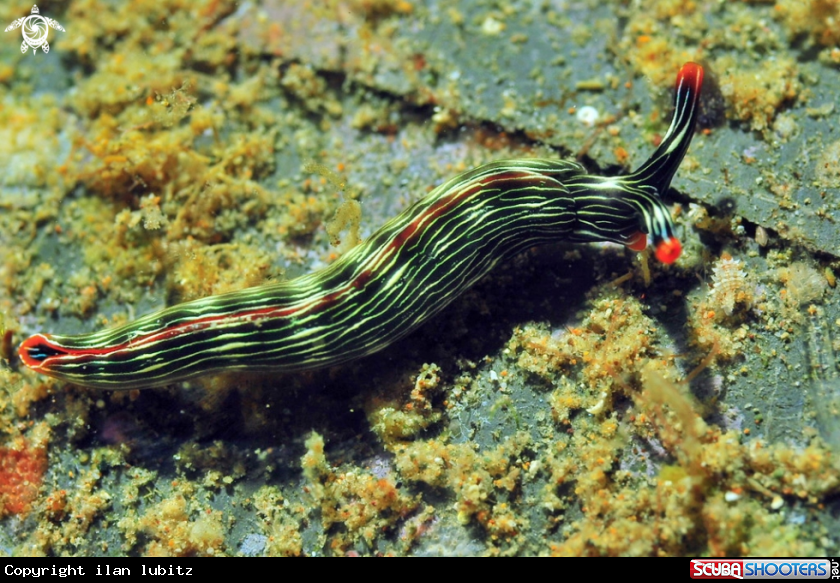 A sea slug