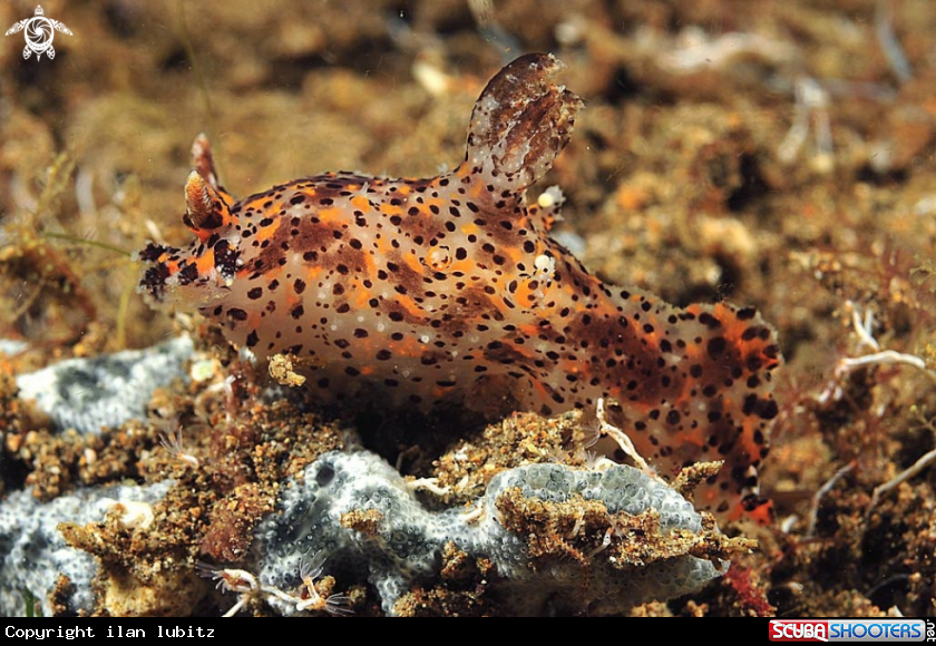 A Nudibranch