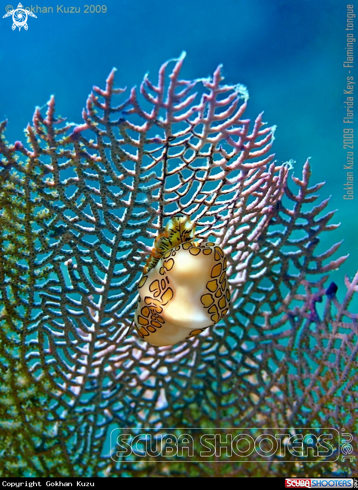 A Flamingo tongue