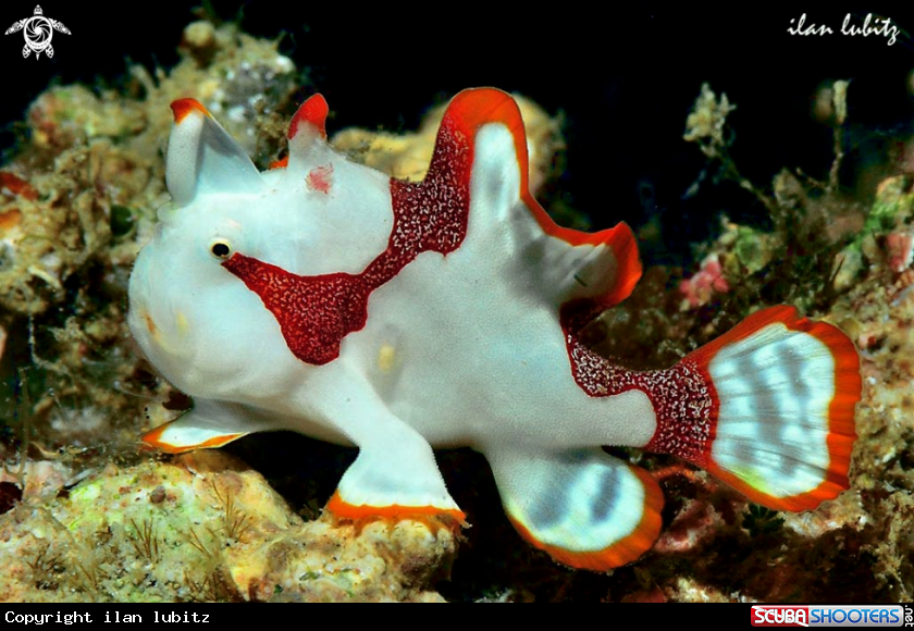 A frogfish