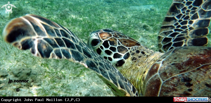 A Tortue Verte