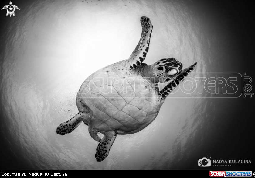 A hawkbill turtle