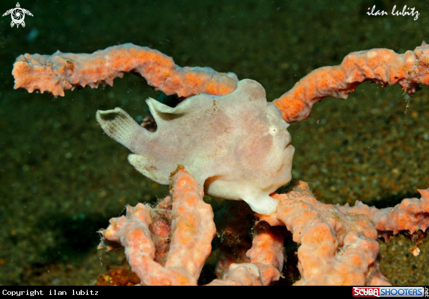 A frogfish