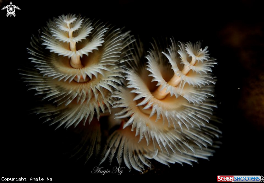 A Christmas tree worm