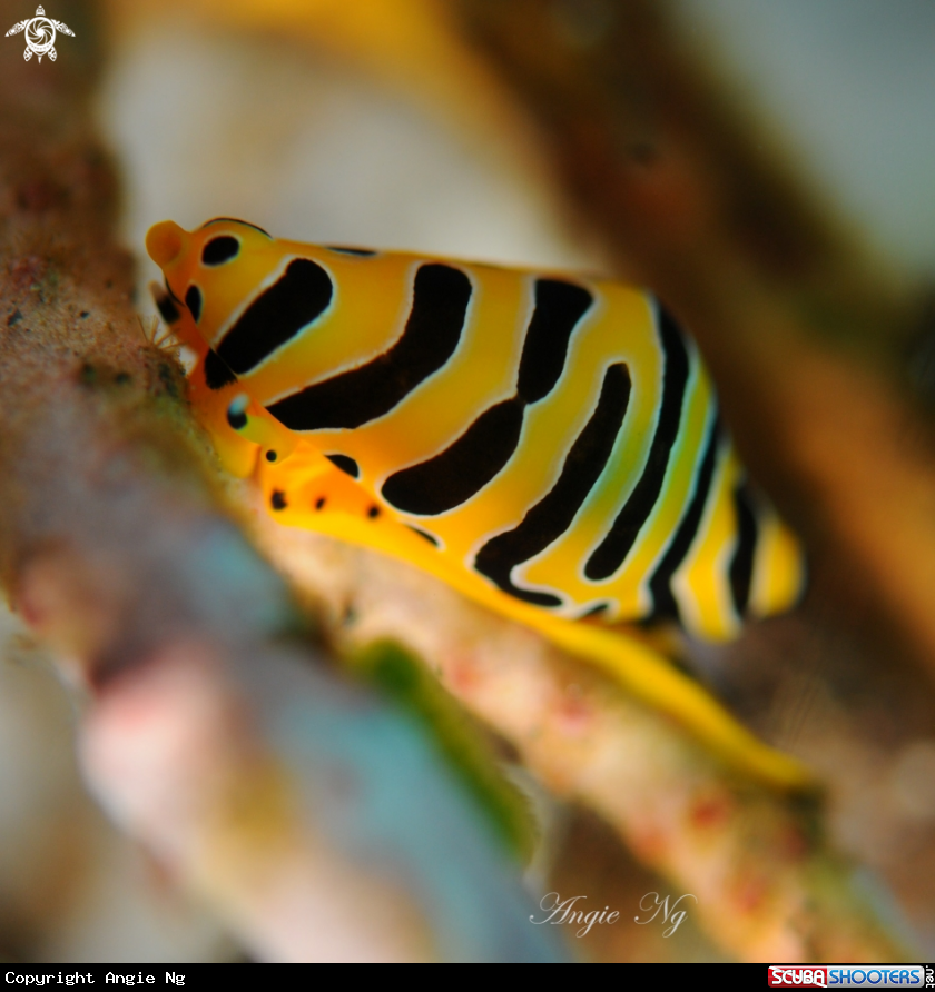 A Tiger Cowrie