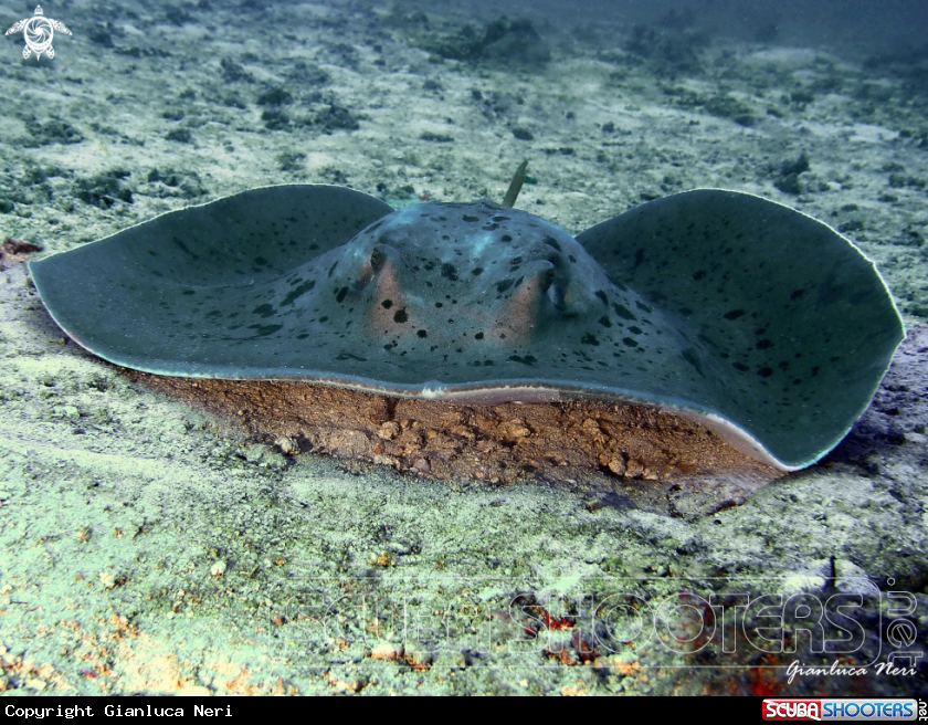 A Sting ray