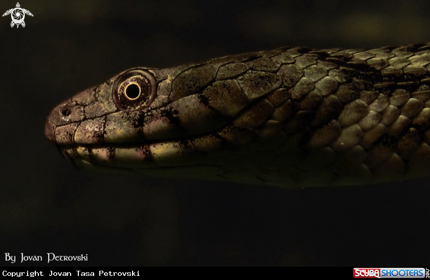 A Vodena zmija Ribarica / Water snake - Dice snake.