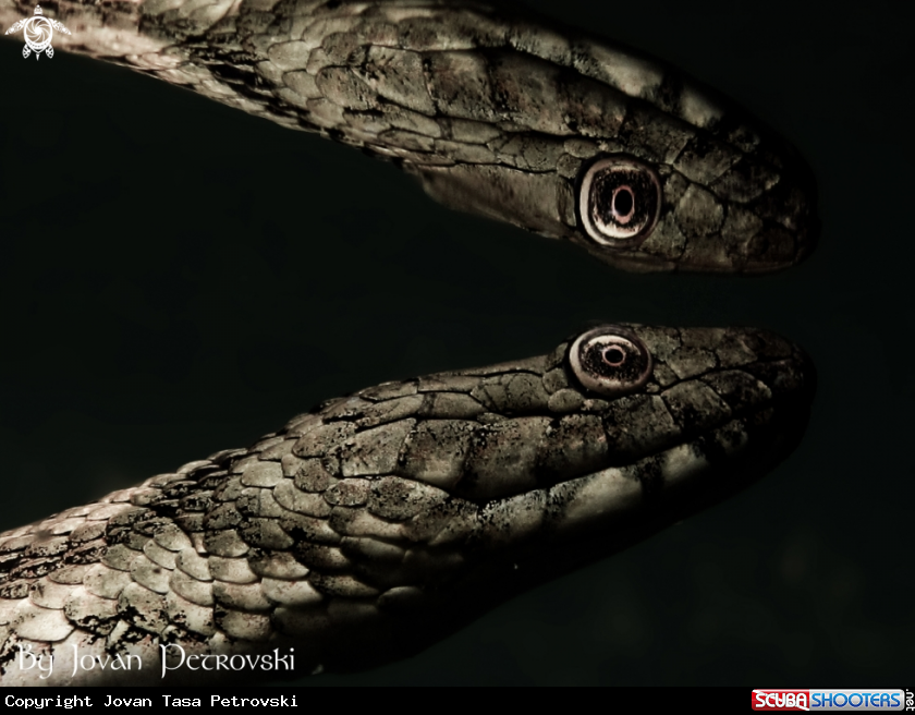 A Vodena zmija Ribarica / Water snake - Dice snake.