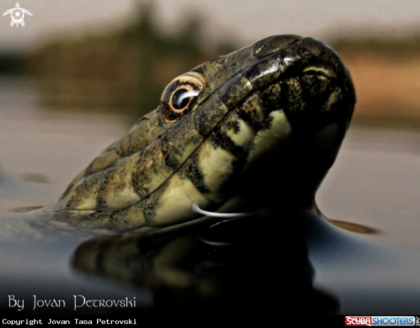 A  Vodena zmija Ribarica / Water snake Dice snake.