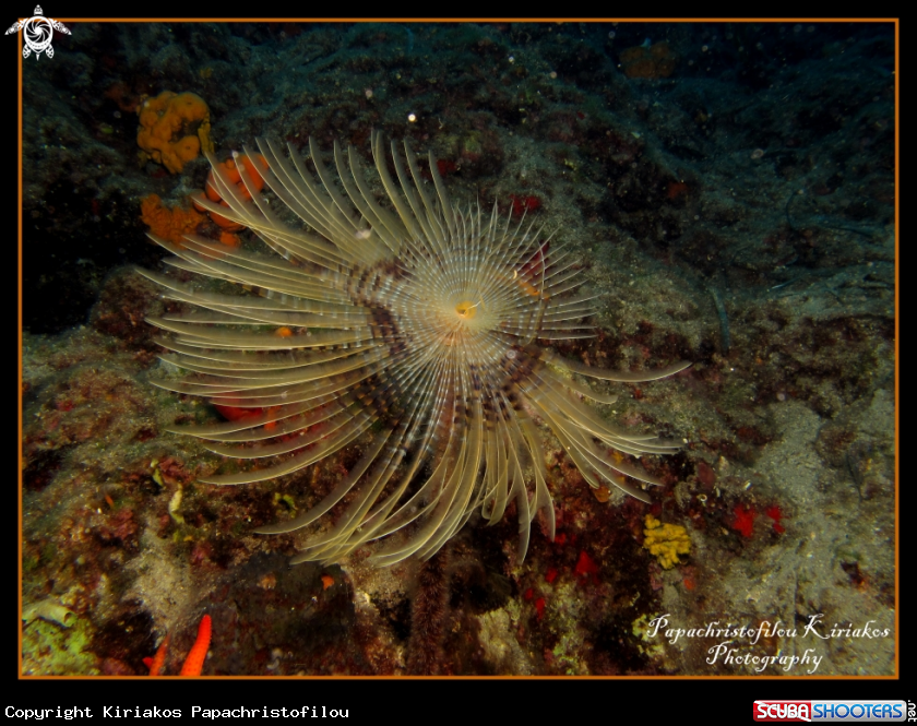 A Spiral Tube Worm (Spirographis spallanzani) 