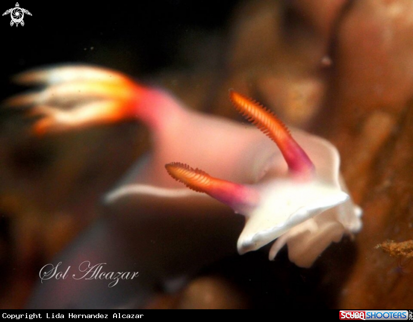 A Nudibranch