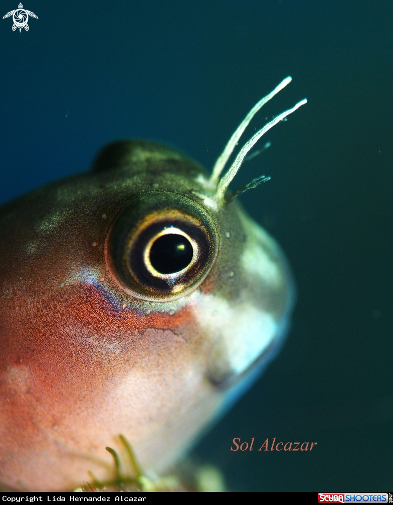 A Blenny