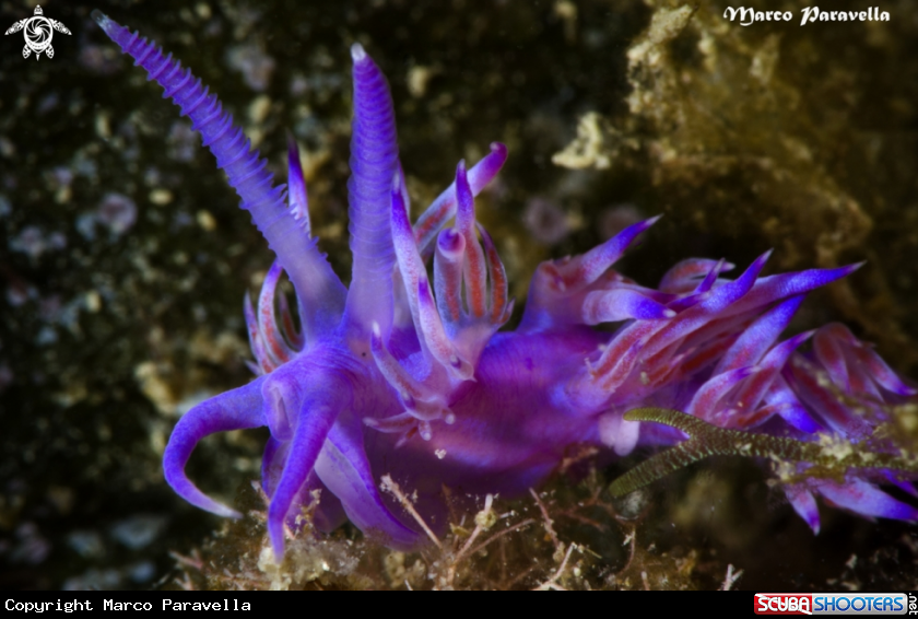 A underwater creature