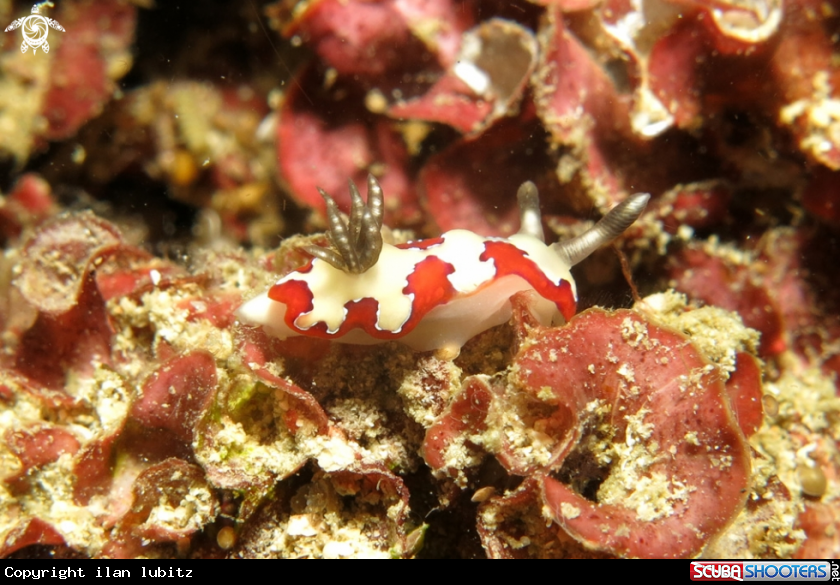 A Nudibranch