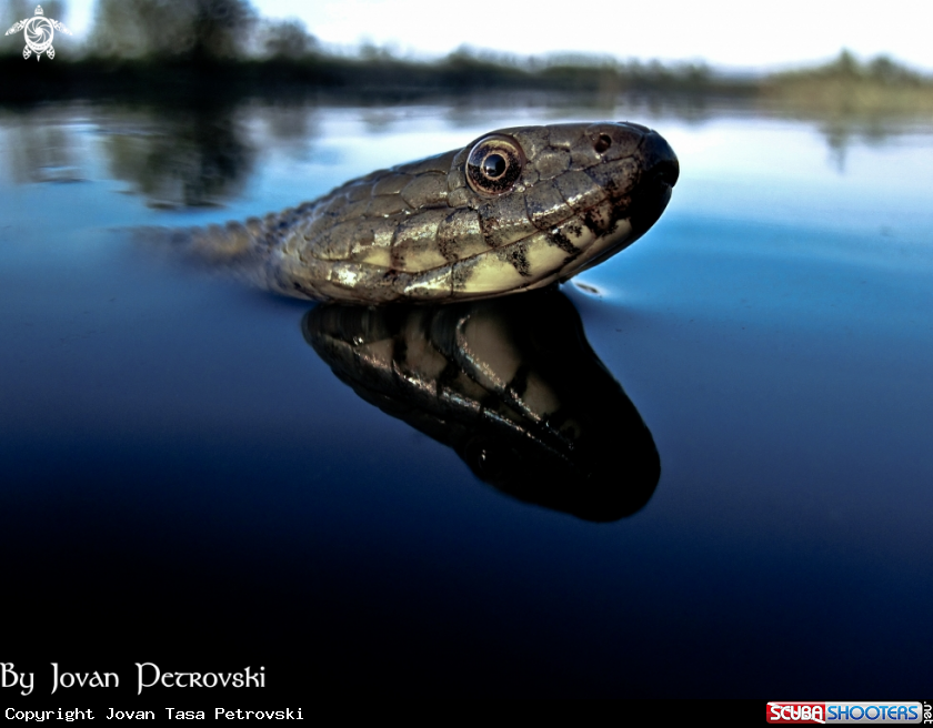 A Vodena zmija Ribarica / Water snake - Ribarica.