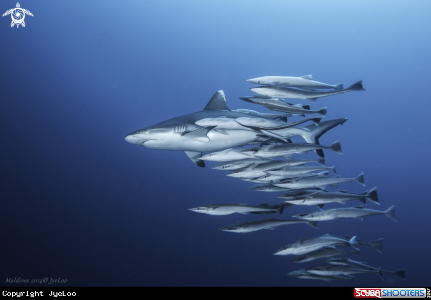 A White Tip Shark