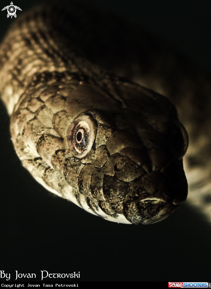 A Vodena zmija Ribarica / Water snake - Ribarica.