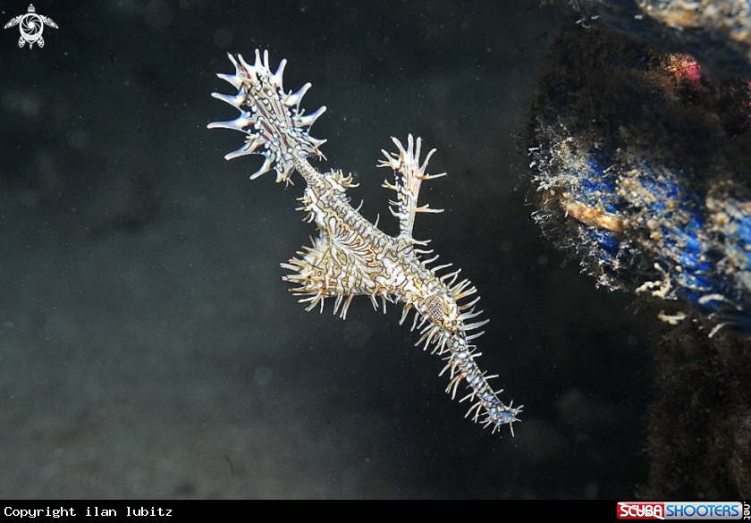 A Ghostpipefish