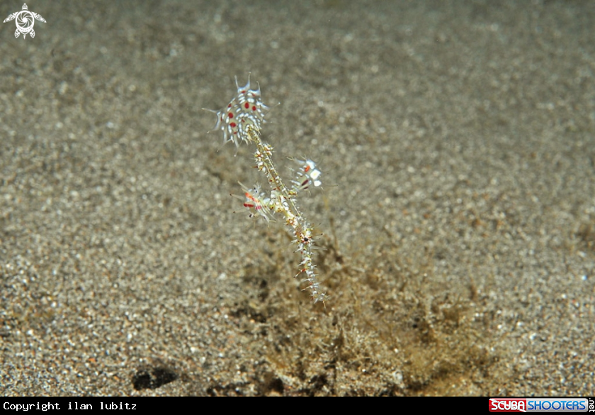 A Ghostpipefish