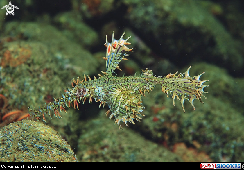 A Ghostpipefish