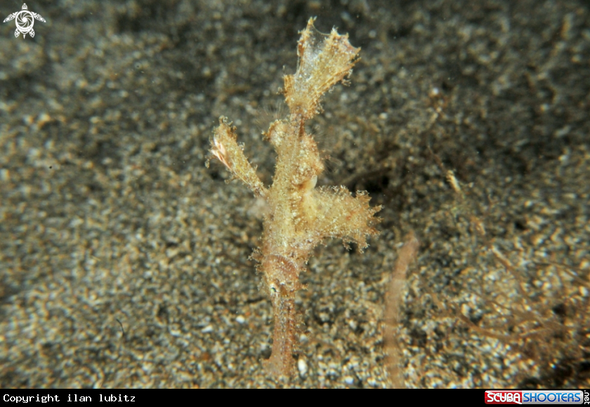 A Ghostpipefish