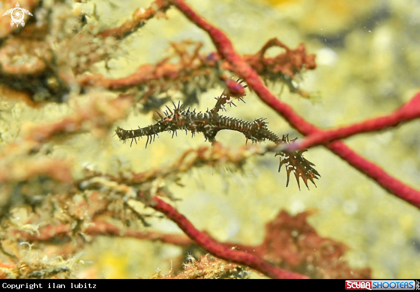 A Ghostpipefish