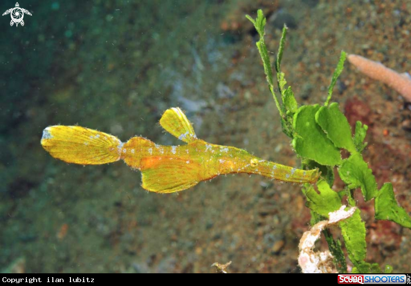 A Ghostpipefish