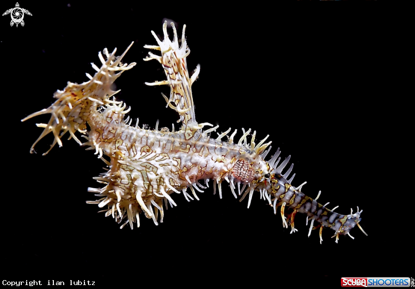 A Ghostpipefish