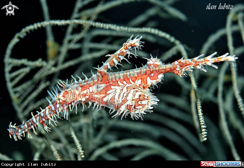 A Ghostpipefish