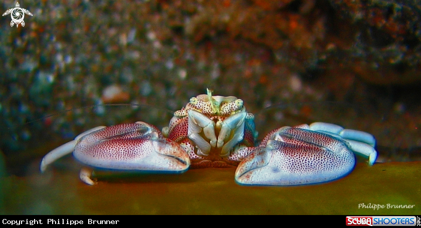 A Porcelain crab