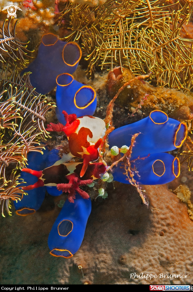 A Nudibranch