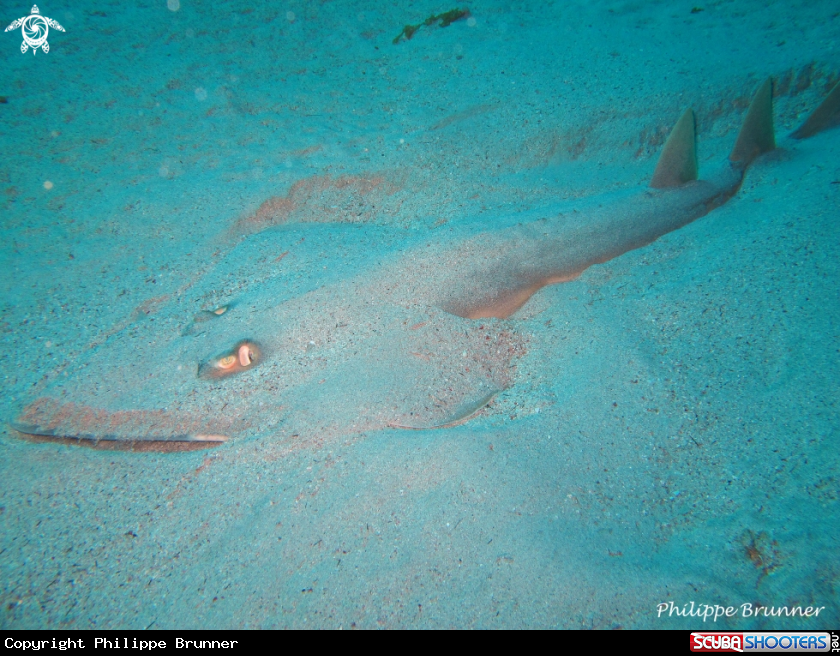 A Guitar ray