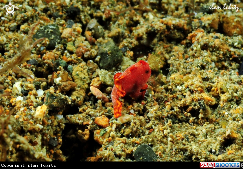 A frogfish