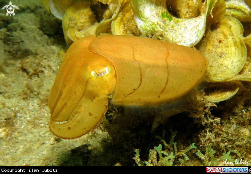 A cuttlefish