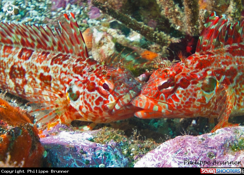 A Blenny