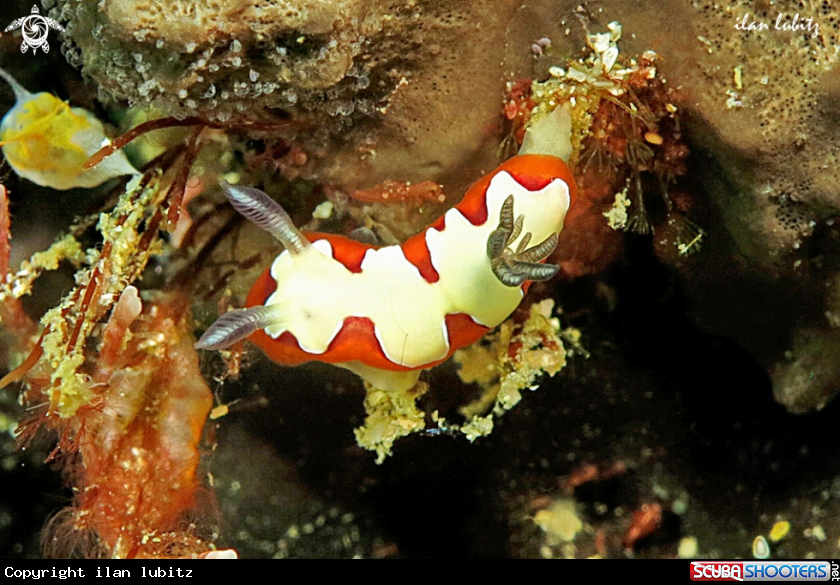 A Nudibranch