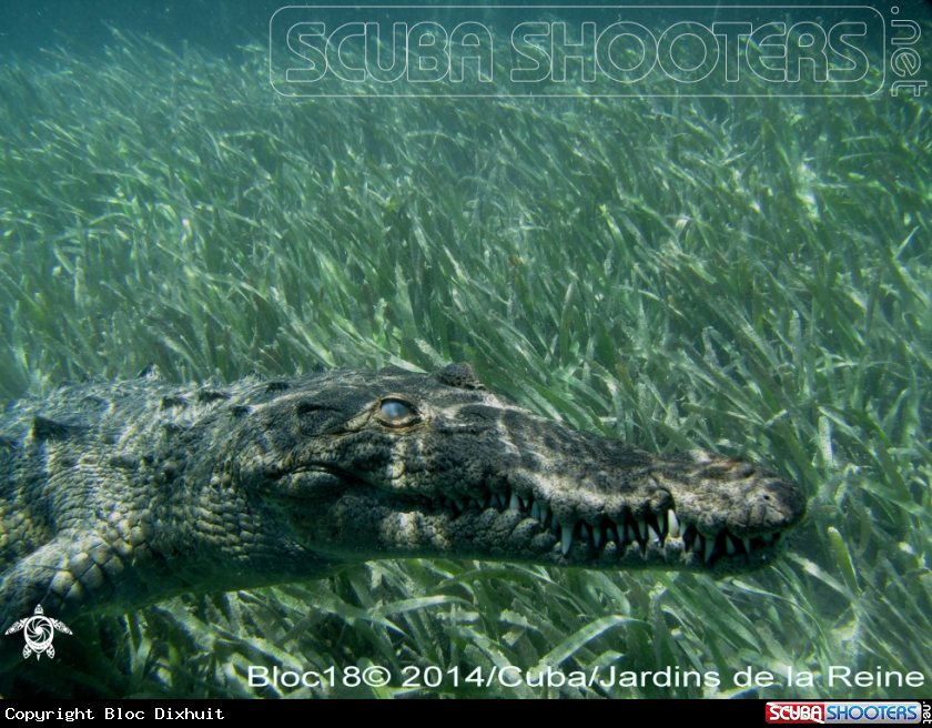 A american crocodile