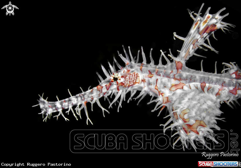 A Ghost pipefish