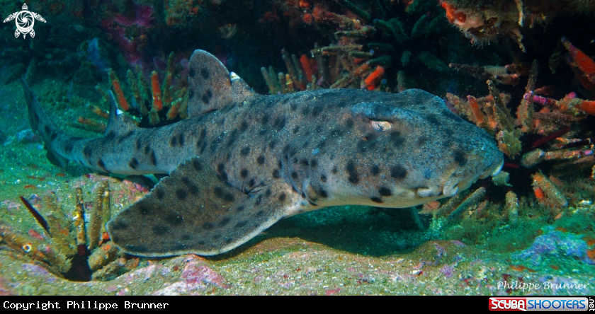 A Horned shark