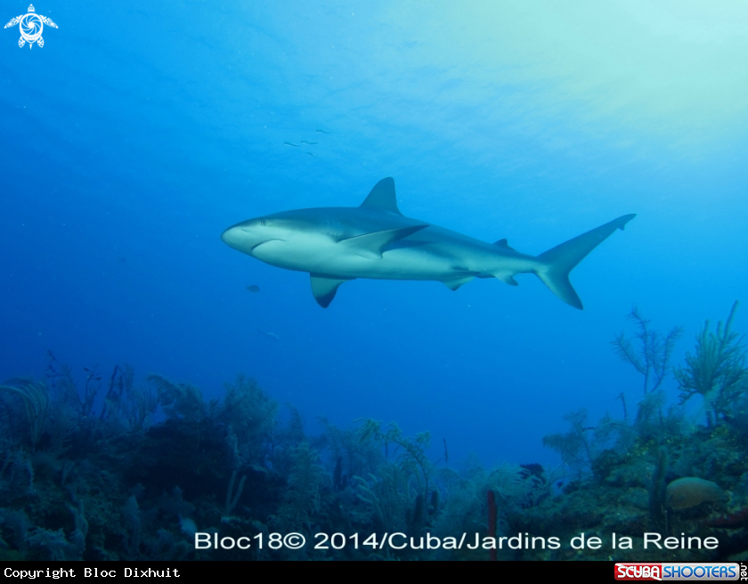 A caribbean reef shark