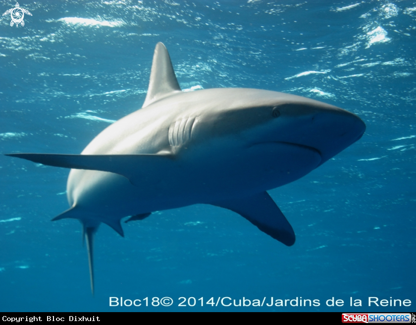 A caribbean reef shark