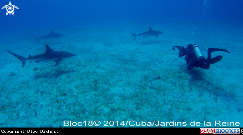 A caribbean reef shark