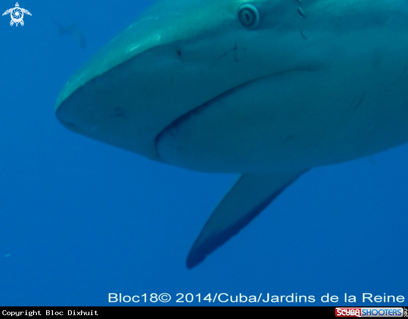 A caribbean reef shark