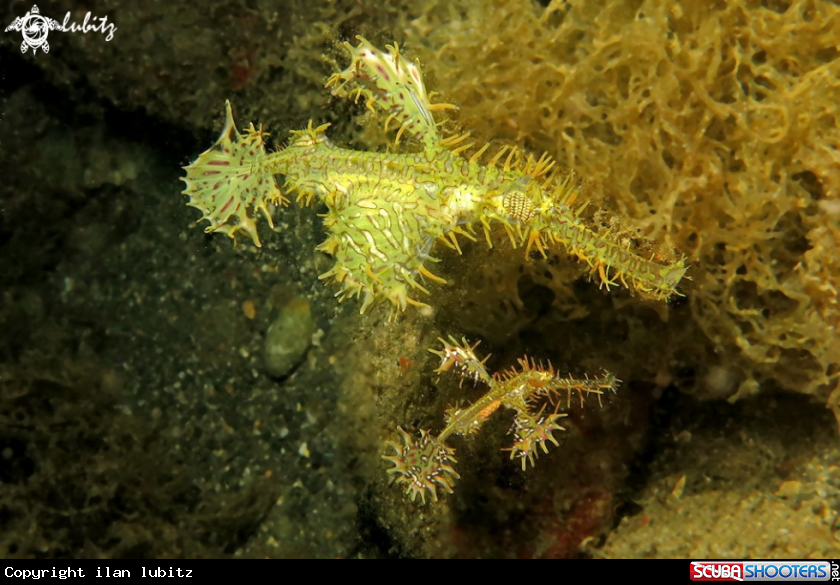 A ghost pipefish