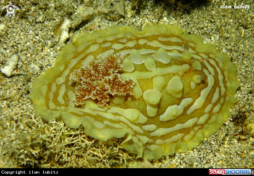 A Nudibranch