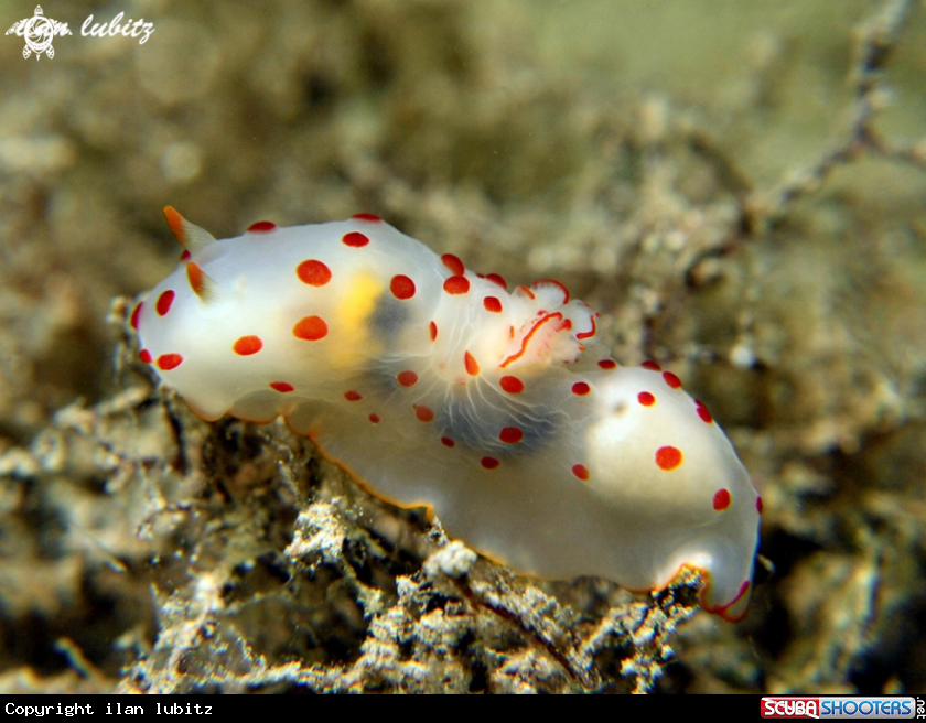 A Nudibranch