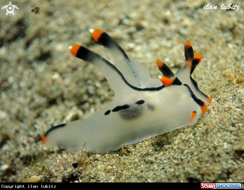 A Nudibranch