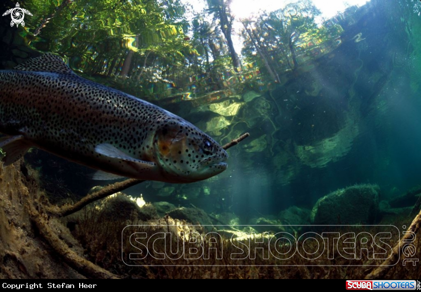 A Trout